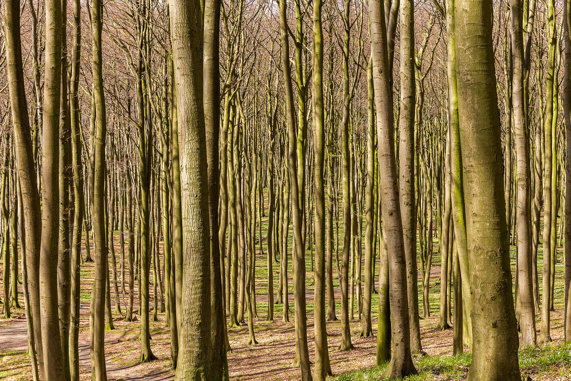 Buchenwald, Nationalpark Jasmund, Rügen, 170422, ako