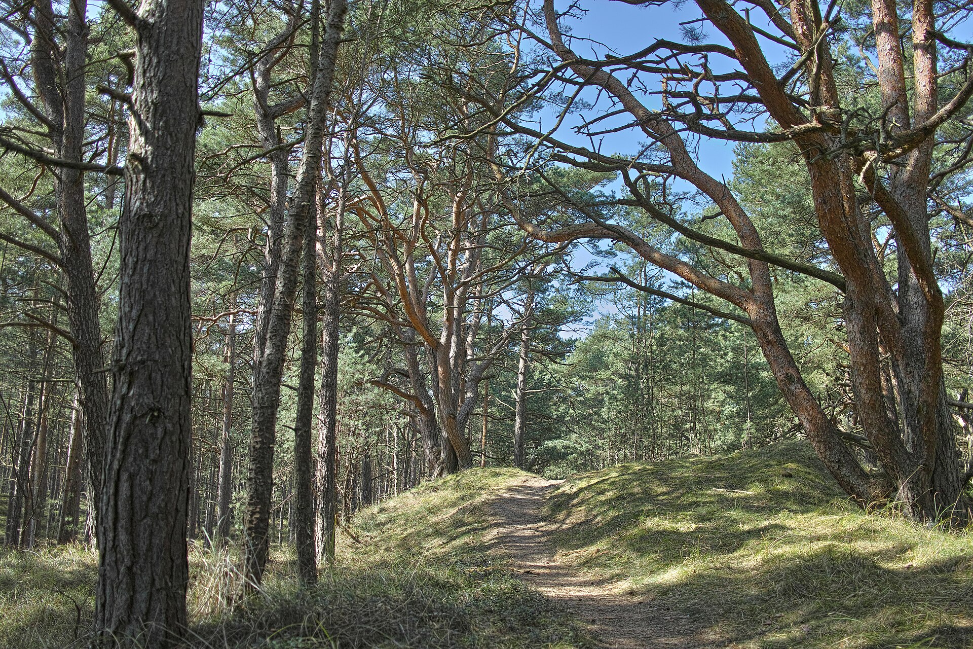 Naturpark Insel Usedom Dünen Bannwald bei Trassenheide