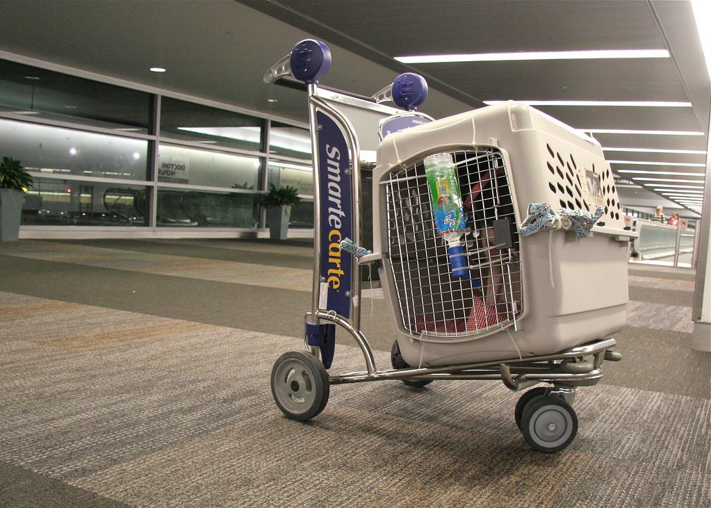 Hund in einer stabilen Transportbox vor der Reise