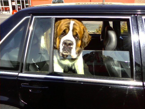 Ungesicherter Hund am geöffneten Autofenster als Negativbeispiel