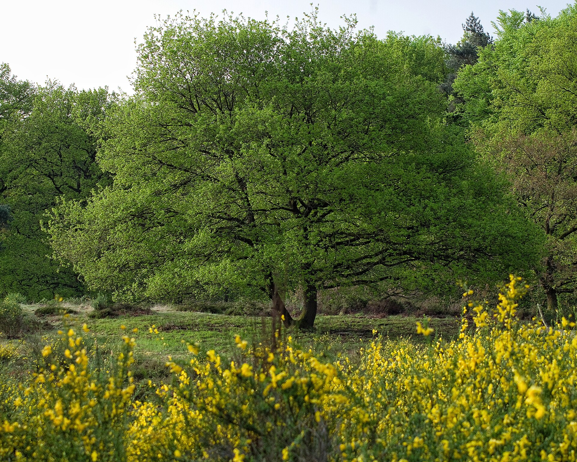 Blühende Frühlingslandschaft in Deutschland