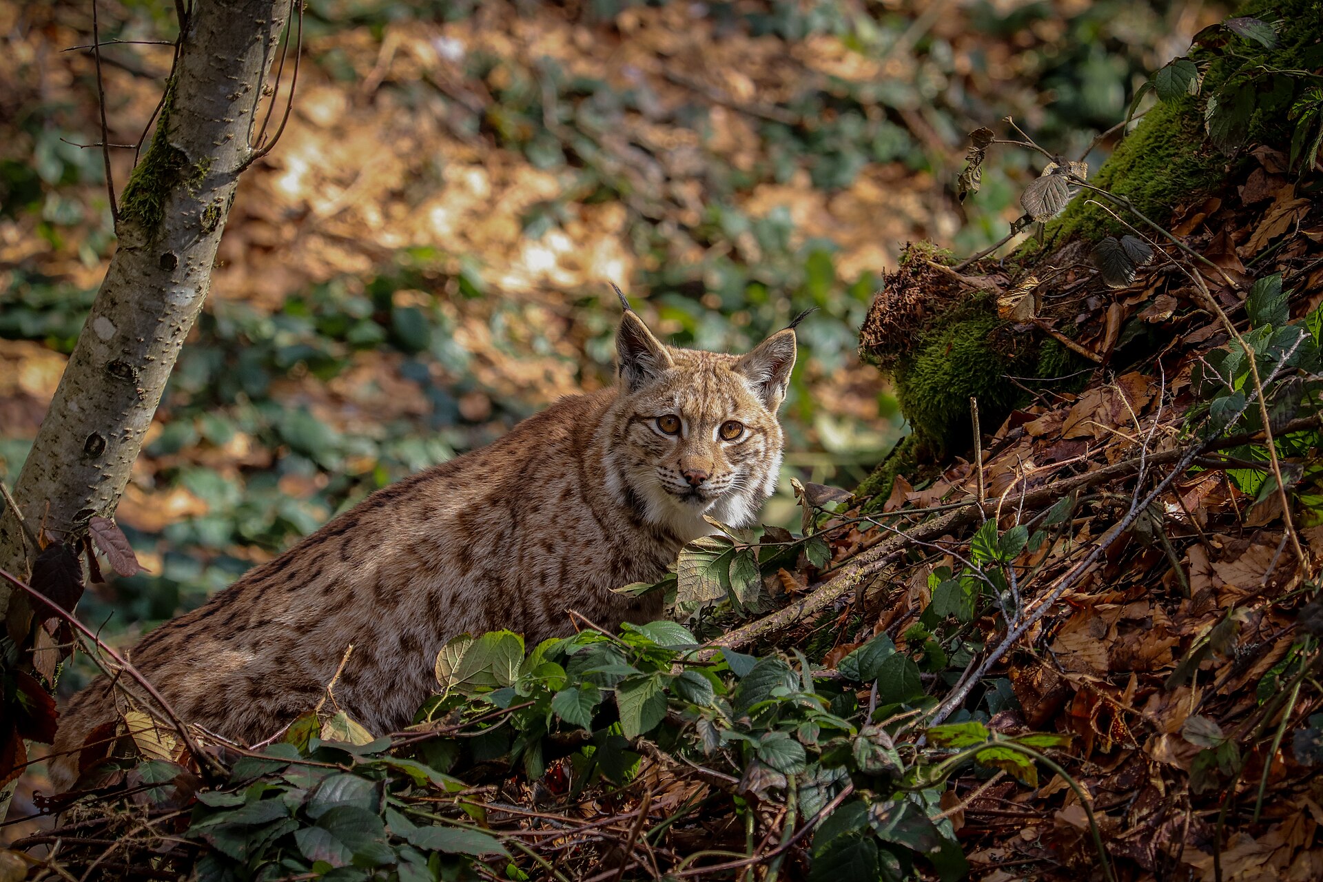 Eurasian lynx ( Lynx lynx ) in Bavarian Forest National Park, Bavaria, Germany.