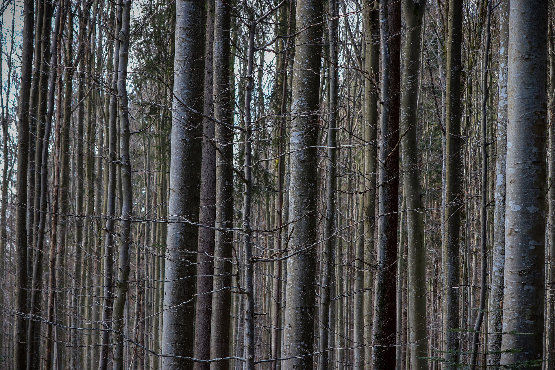 Nationalpark Bayerischer Wald