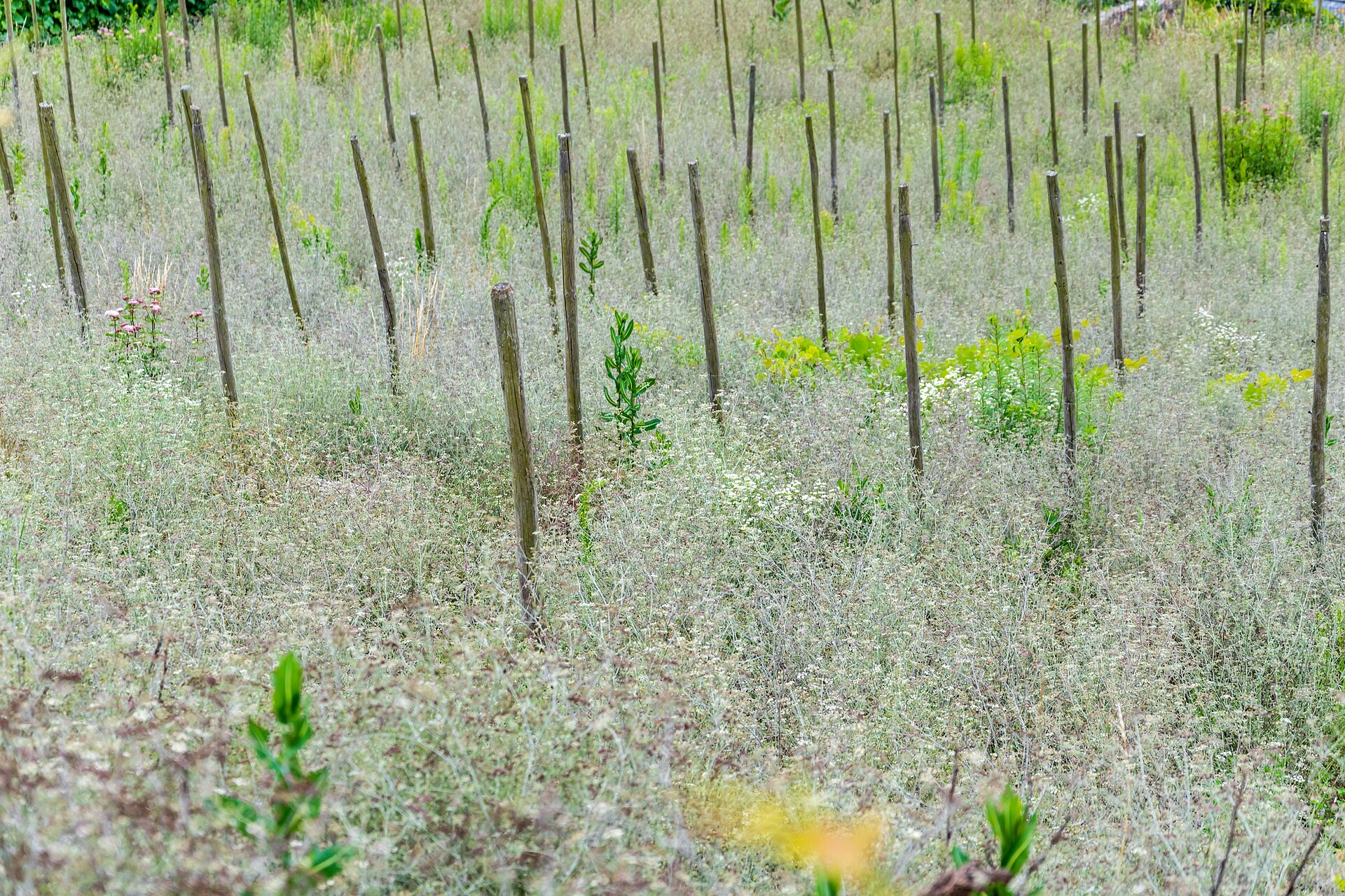 Vineyard in Cond, Cochem , Rhineland-Palatinate , Germany
