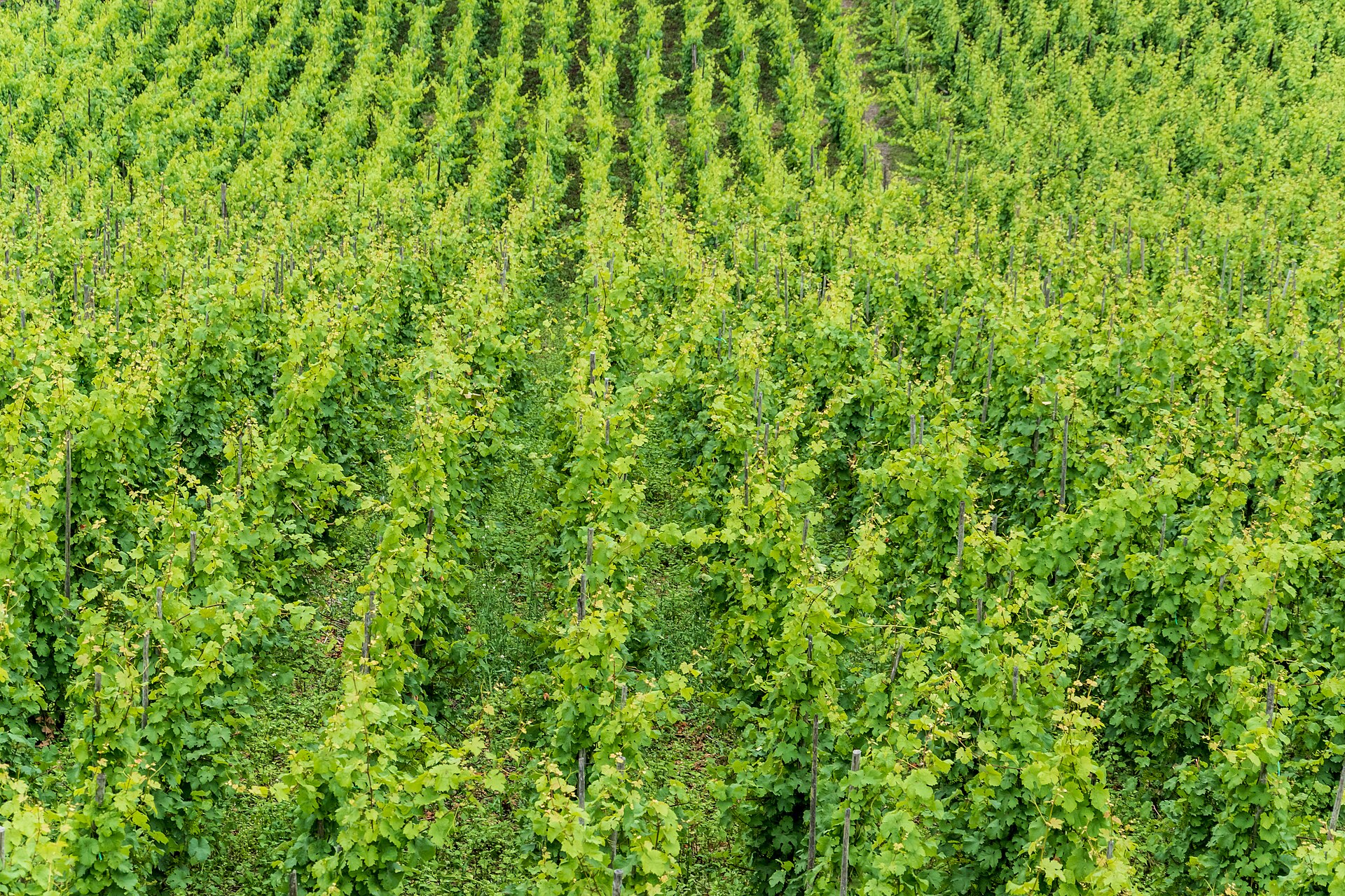 Vineyard (view from Reichsburg), Cochem , Rhineland-Palatinate , Germany