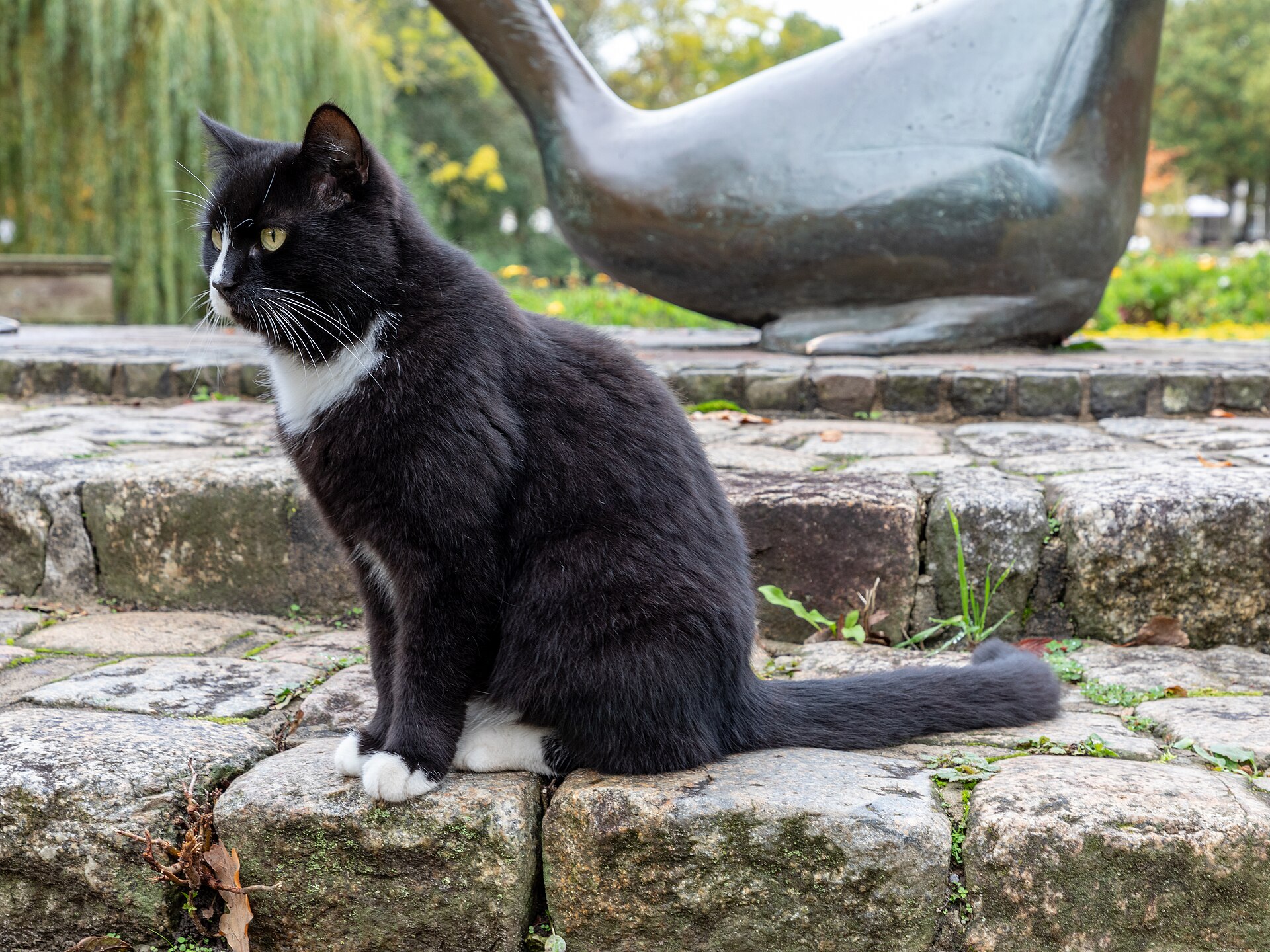 Cat in Kurpark Döse, Cuxhaven , Lower Saxony , Germany