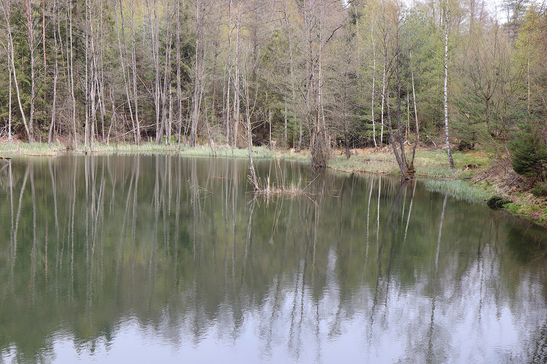 Forest Hain im Spessart, forest lake in "LSG innerhalb des Naturparks Spessart (ehemals Schutzzone)"